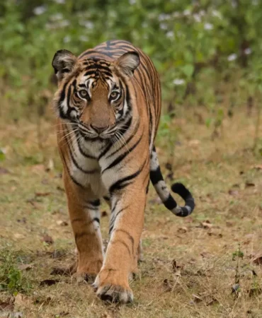 anamalai-tiger-reserve